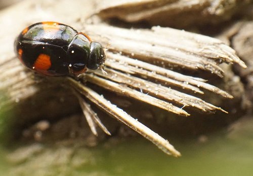 Hyperaspis sphaeridioides en la naturaleza